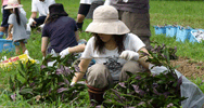 田植えをした田んぼの写真